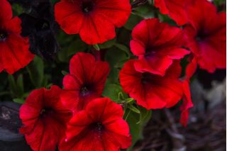 Red petunia "Cascade" -  "Superkaskadia" - 12 seeds
