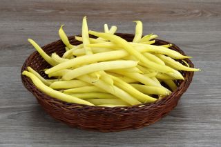 Dwarf yellow French bean "Baton"
