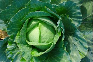 Wittekool - Golden Acre - wit - 480 zaden - Brassica oleracea convar. capitata var. alba