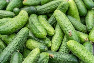 Mentimun "Edyp F1" - varietas awal sedang dengan daya tahan tinggi terhadap penyakit - 105 biji - Cucumis sativus