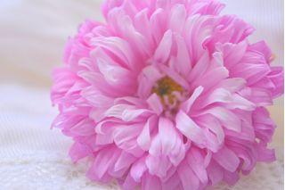ピンクの菊の花アスター「ベリル」 -  250種子 - Callistephus chinensis - シーズ