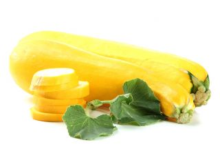 Courgette - Orelia F1 - 16 graines - Cucurbita pepo