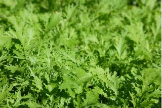 Japanese salad "Frizzy Joe"