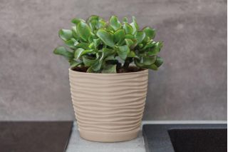 "Sahara petit" pot rond avec une soucoupe - 13 cm - cafe latte - 