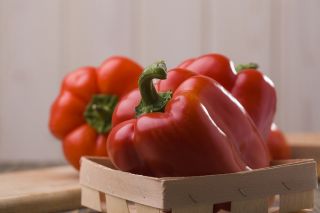 Biber "Mira" - 80 tohum - Capsicum L. - tohumlar