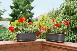 Hộp trồng hoa Lamela với một chiếc đĩa - 50 cm - màu xám antraxit - 