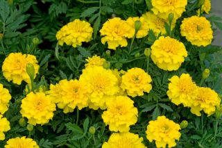 French marigold "Honey Moon" - yellow - 158 seeds