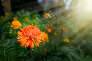 African Marigold - Fantastic - Orange - Tagetes erecta - Hardy Blooms, Perfect for Sunny Beds - Fresh Seeds