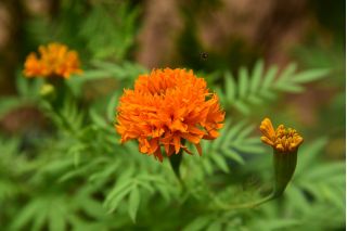African Marigold - Fantastic - Orange - Tagetes erecta - Hardy Blooms, Perfect for Sunny Beds - Fresh Seeds
