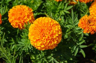 Tagete erecta - Calando - naranja - 108 semillas - Tagetes erecta