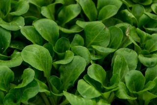 Baby Leaf - Chichorium intybus - Endive - 972 frön - Zuccherina di Trieste