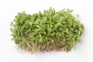 Baby Leaf - Portulak; Verdolaga, rote Wurzel, Pursley - 