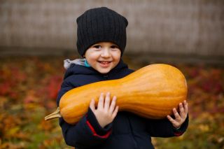 Happy Garden - Fancy Wonder Pumpkin - البذور التي يمكن أن ينمو الأطفال! - 18 بذرة - Cucurbita pepo - ابذرة