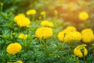 Tagete erecta - Mery Helen - 270 semi - Tagetes erecta