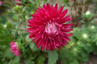 Needle-petal aster "Comet" - 225 seeds