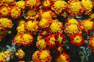 French marigold "Champion Flame"