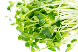 Sprouting seeds - Hot mix - 3-piece set + sprouter with one tray