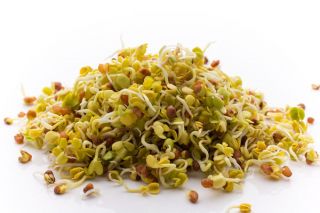 Semințe de germinare - pachet mare - set de 6 piese - 