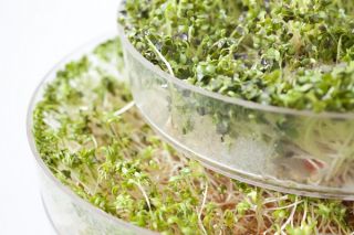 Sprouting seeds - Hot mix - 3-piece set + sprouter with one tray