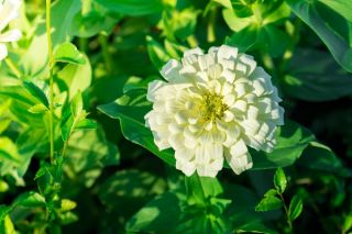 Zinnia elegans – Dwarf - 90 frø - hvit