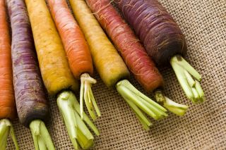 God have - Gulerod - mix - Daucus carota - frø