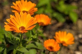 Happy Garden - "Whirling Marigold" - Seeds that children can grow! - 216 seeds