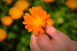 Happy Garden - "Whirling Marigold" - Seeds that children can grow! - 216 seeds
