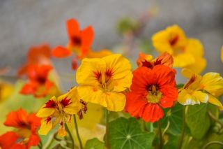 Happy Garden - "Colorful Garden Nasturtium" - Benih yang boleh dibesarkan oleh kanak-kanak! - 24 biji - Tropaeolum majus