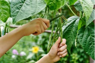 矮小的绿色法国豆“Delinel” - Phaseolus vulgaris L. - 種子