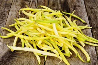 Yellow French bean "Livia" - dwarf variety