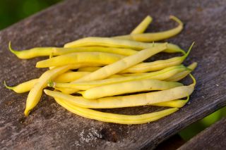 Kacang Prancis kuning kurcaci "Victor" - Phaseolus vulgaris L. - biji