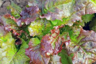 עלי חסה אדומים "רוזלה" - Lactuca sativa var. foliosa  - זרעים