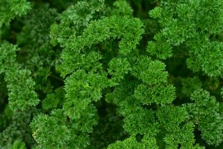 Prezzemolo - Rizado Verde Oscuro - Petroselinum crispum  - semi