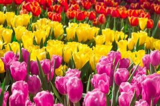 Dreifarbiger Tulpen-Satz - große Packung - 45 Stück