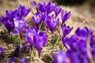 Crocus Flower Record - 10 bulbs