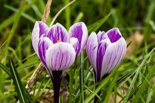 Crocus King of the Striped - paquete de 10 piezas