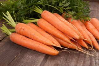 BIO - Wortel "Berlikumer" - benih organik bersertifikat - 4250 biji - Daucus carota ssp. sativus 