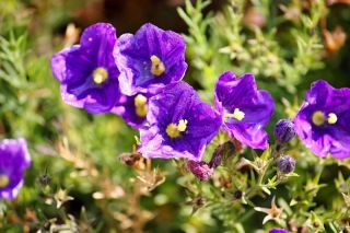 Blue cupflower; Nierembergia