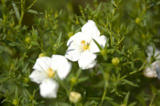 White cupflower; Nierembergia