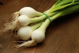 หัวหอม "Elody" - สีขาวหลากหลายฤดูหนาว - Allium cepa L. - เมล็ด