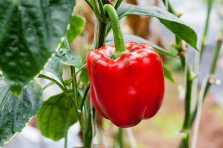 Lada "Paradise F1" - manis - Capsicum L. - benih