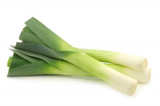 Prei - Tenor - Allium ampeloprasum L. - zaden