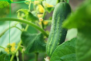 Timun jeruk "Remiz F1" - Cucumis sativus - benih