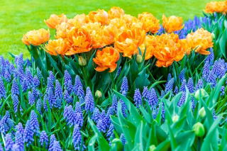 Set di tulipani arancioni a fiore doppio e giacinto d'uva a fiori blu - 50 pezzi - 