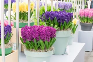 Lila-blommig hyacint uppsättning - 27 st - 
