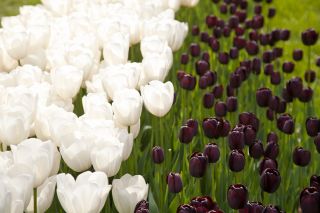 Hoa tulip trắng và đỏ thẫm - Bộ 30 mảnh - 