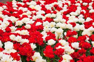 Ensemble de tulipes doubles à fleurs blanches et rouges - 50 pcs - 