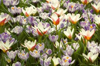 Auswahl der zweifarbigen Pflanzen - Cremeweiß-rote Tulpe und violett-weißer Krokus - 60 Stück