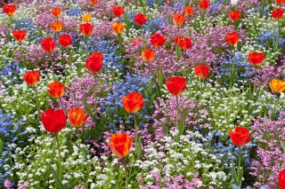 Tulipe orange, myosotis alpin bleu, rose et blanc - ensemble bulbe et graines - 