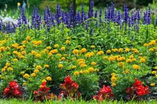 Mealycup salvie, marigold og begonia - frø af 3 arter - 